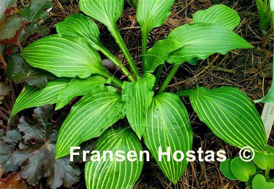 Hosta Siberian Tiger